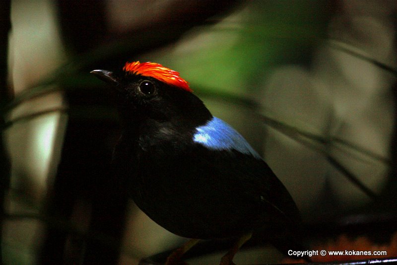 Lance-tailed Manakin